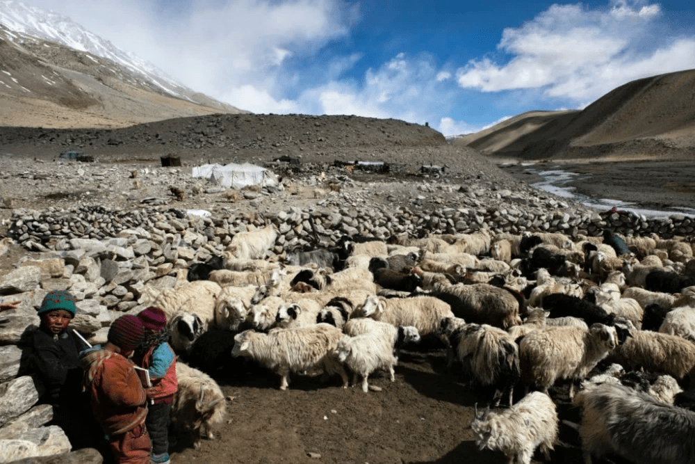 Unraveling the reasons behind the extremely high price of cashmere wool. - Celidior